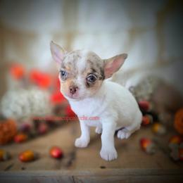 Splash - Merle male Chihuahua puppy in Piqua, Kansas from Cute As A Cupcake Chihuahuas