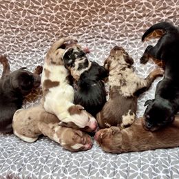 Males - Chocolate male Catahoula Leopard Dog puppy in Washington from Coweeman Catahoulas