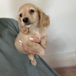 Hank - Cream male Dachshund puppy in Mc Alester, Ok, Oklahoma from New Hope Miniature Dachshunds
