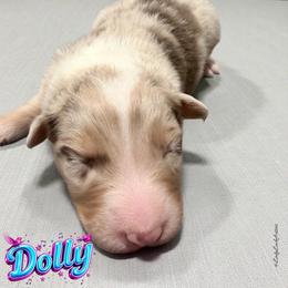 DOLLY - Red Merle Female - Red merle female Australian Shepherd puppy in Gainesville, Texas from Lady Luck Aussies