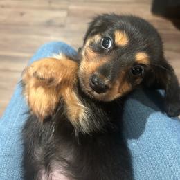 Black and Cream Girl - Black and cream female Dachshund puppy in Stilwell, Oklahoma from Bidding Creek Dachshunds