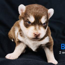 Bill - Red and white male Pomsky puppy in Winston, Oregon from Arctic Tails Spitz