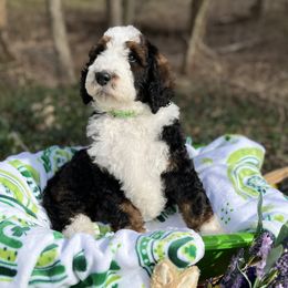 Bernedoodle Puppies from Doodles & Spice