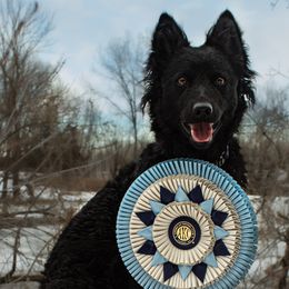 Dutch Shepherds and Mudis from Daydream Mudi