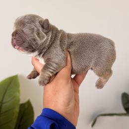 French Bulldog Puppies from Infinity French Bulldogs