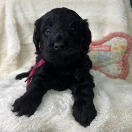 Melon - Black female Goldendoodle puppy in Cleveland, Georgia from The O.G. Doodles