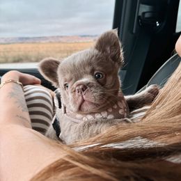 French Bulldog Puppies from Endless Frenchies