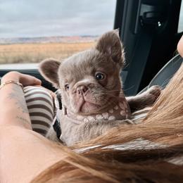 French Bulldog Puppies from Endless Frenchies