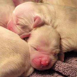 Bhaer - Light golden male Golden Retriever puppy in Scio, Oregon from Webb's Wold Kennels