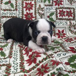 Belle - Black brindle and white female Boston Terrier puppy in Fillmore, Illinois from Wind Hill Puppies
