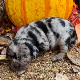 Girl 1 - Blue merle female Catahoula Leopard Dog puppy in Gadsden, Alabama from Rich Cat’s