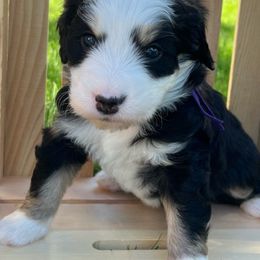 Girl 1 - Bernedoodle puppy from Bella Ridge Farms & Dapper Doodles