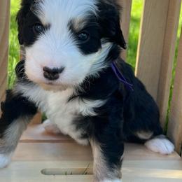 Girl 1 - Bernedoodle puppy from Bella Ridge Farms & Dapper Doodles