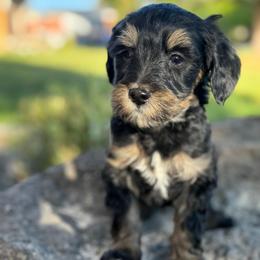 Colorado Green - Phantom male Goldendoodle puppy in Twin Falls, Idaho from Magic Valley Family Doodles