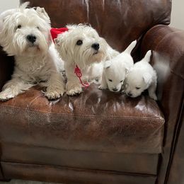 West Highland White Terrier Puppies from Sand Dollar Westies of Delaware