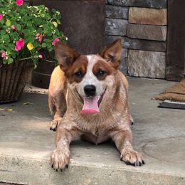 MISSY - Australian Cattle Dog