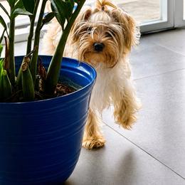 Theo - Gold male Yorkshire Terrier puppy in Cape Coral, Florida from Katherine’s Yorkies and Poodles