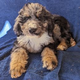 Bernedoodles and Goldendoodles from Quartz Mountain Doodles