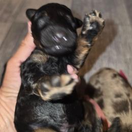 Macadamia - Black tri-color male Aussiedoodle puppy in Lithia, Florida from Waterford Doodle Farm