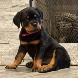 Rottweiler Puppies from Von MK Rottweilers