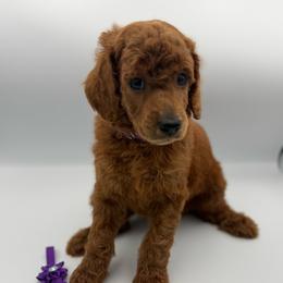Bellini - Red  female Poodle puppy in Mount Vernon, Illinois from AMC Poodles