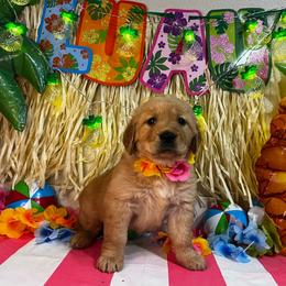 Jamaica - Golden female Golden Retriever puppy in Sandy, Oregon from Treasured K-9s