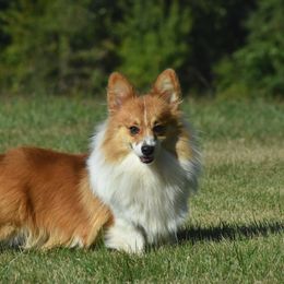 Teddy - Pembroke Welsh Corgi