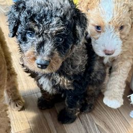 Black Collar Male - Merle male Double Doodle puppy in Killeen, Texas from Parrish Precious Ones Texas
