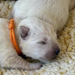 Orange boy - White male German Shepherd puppy in Bexar County, Texas from Scenic Creek German Shepherds and White Swiss Shepherds