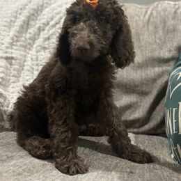 Maple - Chocolate female Goldendoodle puppy in Arlington, Texas from Chambers Doodle Patch