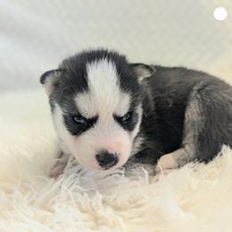 Elvis - Black and white male Siberian Husky puppy in Hebron, Kentucky from Glacier Run Huskies