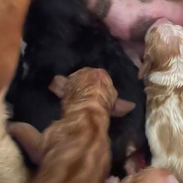 Basset Hounds from LONG EARS FARM