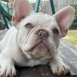 French Bulldogs from Villalobos Frenchies