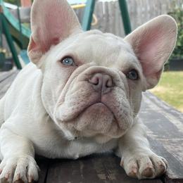French Bulldogs from Villalobos Frenchies