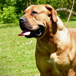 Tsavo - Boerboel