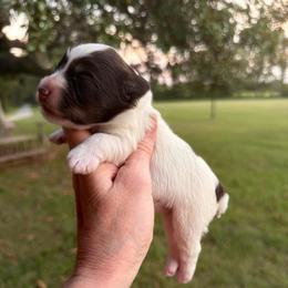 Dior - Parti female Miniature Schnauzer puppy in Silver Creek, Mississippi from Mamie’s Minis, LLC