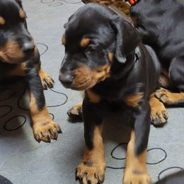 Doberman Pinschers from Rebecca Dollhopf's Doberman Pinschers