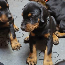 Doberman Pinschers from Rebecca Dollhopf's Doberman Pinschers