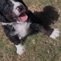 Galileo - male Australian Mountain Doodle puppy in Snook, Texas from Snook Acres Doodles