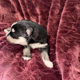 Bea - Tri-color female Pomsky puppy in La Vergne, Tennessee from Atencio Pomsky