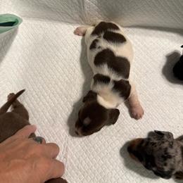 Patch - Piebald male Dachshund puppy in Whitesboro, Texas from Joanie's Tickled Pink Puppies