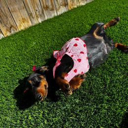 Loula - Dachshund
