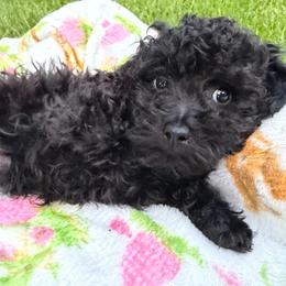 Patience - Black female Maltipoo puppy in Mahwah, New Jersey from Awwws-n-Pawws