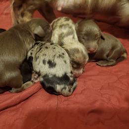 Dachshund Puppies from Eva Leas Pups