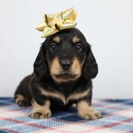 Gold Boy - Dachshund puppy from Golden Creek Miniature Farm