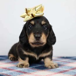 Gold Boy - Dachshund puppy from Golden Creek Miniature Farm