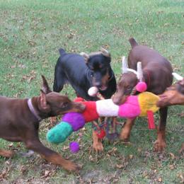 Doberman Pinscher Puppies from Laurel Vail