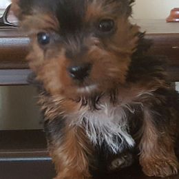 Yorkshire Terriers from Rodogkennel LLC