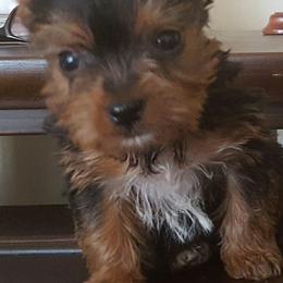 Yorkshire Terriers from Rodogkennel LLC