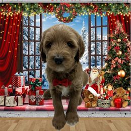 Santa - Apricot male Goldendoodle puppy in Milwaukie, Oregon from Tiffany Marlow